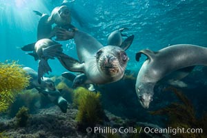 California sea lions underwater, Coronados Islands, Baja California, Mexico, Zalophus californianus, Coronado Islands (Islas Coronado)