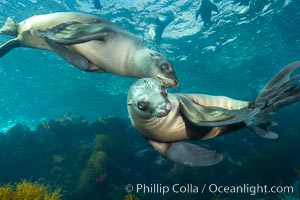 California sea lions underwater, Coronados Islands, Baja California, Mexico, Zalophus californianus, Coronado Islands (Islas Coronado)