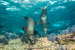 California sea lions underwater, Sea of Cortez, Mexico, Zalophus californianus