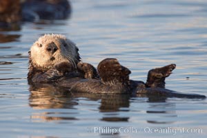 A sea otter resting, holding its paws out of the water to keep them warm and conserve body heat as it floats in cold ocean water, Enhydra lutris, Elkhorn Slough National Estuarine Research Reserve, Moss Landing, California