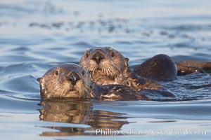 Two sea otters eye the photographer.0, Enhydra lutris, Elkhorn Slough National Estuarine Research Reserve, Moss Landing, California