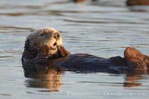 A sea otter resting, holding its paws out of the water to keep them warm and conserve body heat as it floats in cold ocean water, Enhydra lutris, Elkhorn Slough National Estuarine Research Reserve, Moss Landing, California