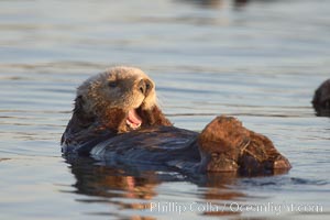 A sea otter, resting on its back, grooms the fur on its head.  A sea otter depends on its fur to keep it warm and afloat, and must groom its fur frequently, Enhydra lutris, Elkhorn Slough National Estuarine Research Reserve, Moss Landing, California