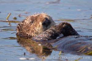 A sea otter, resting on its back, holding its paw out of the water for warmth.  While the sea otter has extremely dense fur on its body, the fur is less dense on its head, arms and paws so it will hold these out of the cold water to conserve body heat, Enhydra lutris, Elkhorn Slough National Estuarine Research Reserve, Moss Landing, California