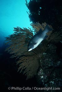 California sheephead, female, Semicossyphus pulcher, San Clemente Island