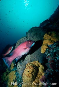 Sheephead and sponges, Bens Rock, Semicossyphus pulcher