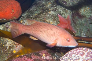 Sheephead wrasse, female, Semicossyphus pulcher