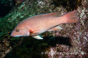 California sheephead wrasse, Semicossyphus pulcher, Catalina Island, Semicossyphus pulcher