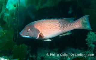 California sheephead wrasse, Semicossyphus pulcher, Catalina Island, Semicossyphus pulcher