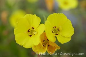 California sun cup blooms in spring, Batiquitos Lagoon, Carlsbad, Cammisonia bistorta