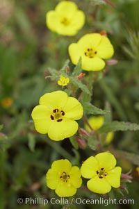 California sun cup blooms in spring, Batiquitos Lagoon, Carlsbad, Cammisonia bistorta