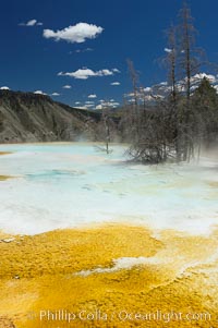 Canary Spring, Mammoth Hot Springs, Yellowstone National Park, Wyoming