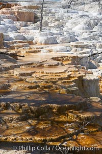 Travertine terraces below Canary Spring with dead trees permanently entombed in the hardened terraces, Mammoth Hot Springs, Yellowstone National Park, Wyoming