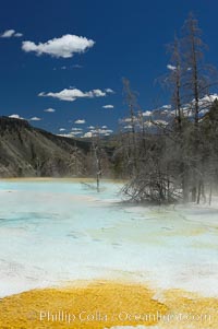 Canary Spring, Mammoth Hot Springs, Yellowstone National Park, Wyoming