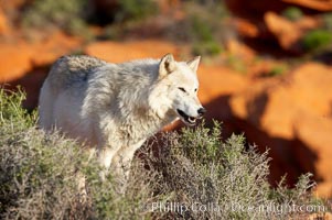 Gray wolf, Canis lupus