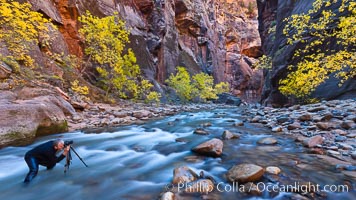 Photographer in the Virgin River Narrows, with flowing water, autumn cottonwood trees and towering red sandstone cliffs, Zion National Park, Utah