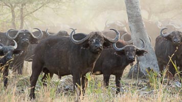 Cape Buffalo herd, Meru National Park, Kenya, Syncerus caffer