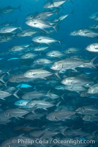 Bigeye trevally jacks, schooling, Caranx sexfasciatus, Darwin Island