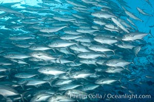 Bigeye trevally jacks, schooling, Caranx sexfasciatus, Darwin Island