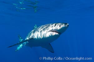 A great white shark swims through the clear waters of Isla Guadalupe, far offshore of the Pacific Coast of Baja California.  Guadalupe Island is host to a concentration of large great white sharks, which visit the island to feed on pinnipeds and tuna, Carcharodon carcharias, Guadalupe Island (Isla Guadalupe)