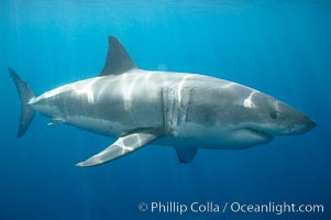 A great white shark is countershaded, with a dark gray dorsal color and light gray to white underside, making it more difficult for the shark's prey to see it as approaches from above or below in the water column.  The particular undulations of the countershading line along its side, where gray meets white, is unique to each shark and helps researchers to identify individual sharks in capture-recapture studies. Guadalupe Island is host to a relatively large population of great white sharks who, through a history of video and photographs showing their  countershading lines, are the subject of an ongoing study of shark behaviour, migration and population size, Carcharodon carcharias, Guadalupe Island (Isla Guadalupe)