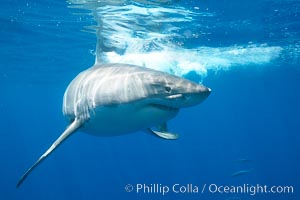 A great white shark swims through the clear waters of Isla Guadalupe, far offshore of the Pacific Coast of Mexico's Baja California. Guadalupe Island is host to a concentration of large great white sharks, which visit the island to feed on pinnipeds and use it as a staging area before journeying farther into the Pacific ocean, Carcharodon carcharias, Guadalupe Island (Isla Guadalupe)