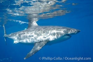 A great white shark swims through the clear waters of Isla Guadalupe, far offshore of the Pacific Coast of Mexico's Baja California. Guadalupe Island is host to a concentration of large great white sharks, which visit the island to feed on pinnipeds and use it as a staging area before journeying farther into the Pacific ocean, Carcharodon carcharias, Guadalupe Island (Isla Guadalupe)