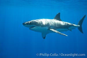 A great white shark is countershaded, with a dark gray dorsal color and light gray to white underside, making it more difficult for the shark's prey to see it as approaches from above or below in the water column.  The particular undulations of the countershading line along its side, where gray meets white, is unique to each shark and helps researchers to identify individual sharks in capture-recapture studies. Guadalupe Island is host to a relatively large population of great white sharks who, through a history of video and photographs showing their  countershading lines, are the subject of an ongoing study of shark behaviour, migration and population size, Carcharodon carcharias, Guadalupe Island (Isla Guadalupe)