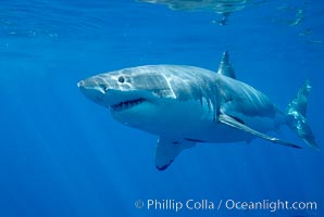 Great white shark, Carcharodon carcharias, Guadalupe Island (Isla Guadalupe)