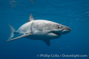 Great white shark, underwater, Carcharodon carcharias, Guadalupe Island (Isla Guadalupe)