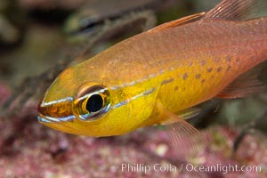Cardinalfish, Fiji, Namena Marine Reserve, Namena Island