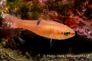 Unidentified Cardinalfish, possibly juvenile Barspot Cardinalfish, Apogon retrosell, Sea of Cortez, Apogon retrosell, Islas San Lorenzo, Baja California, Mexico