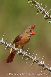 Northern cardinal, female, Cardinalis cardinalis, Amado, Arizona