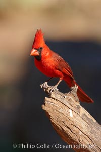 Northern cardinal, male, Cardinalis cardinalis, Amado, Arizona