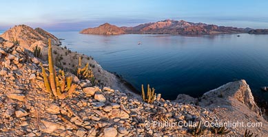 Cardon Cactus grow on Isla Angel de la Guarda at Sunset, Aerial Photo, Sea of Cortez, Mexico.  Guardian Angel island is part of the Midriff Islands in Mexico's Sea of Cortez, Pachycereus pringlei