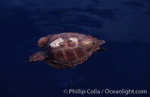 Juvenile loggerhead turtle basking at surface, Caretta caretta, Sao Miguel Island