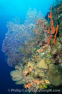 Beautiful Caribbean coral reef, sponges and hard corals, Grand Cayman Island