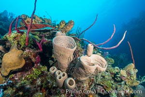 Beautiful Caribbean coral reef, sponges and hard corals, Grand Cayman Island