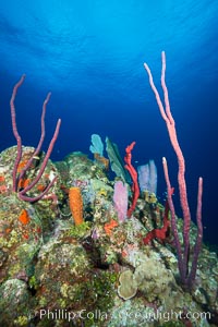 Beautiful Caribbean coral reef, sponges and hard corals, Grand Cayman Island