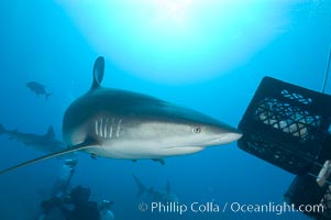 Caribbean reef shark swims by a box of bait, Carcharhinus perezi