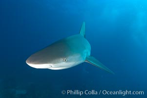 Caribbean reef shark, Carcharhinus perezi