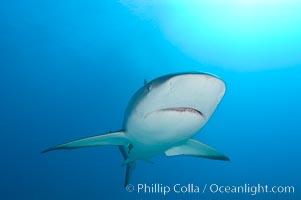 Caribbean reef shark, Carcharhinus perezi