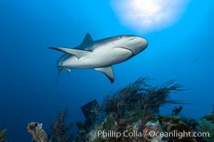 Caribbean reef shark swims over a coral reef, Carcharhinus perezi