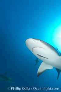 Caribbean reef shark with small sharksucker visible on underside, Carcharhinus perezi, Echeneis naucrates