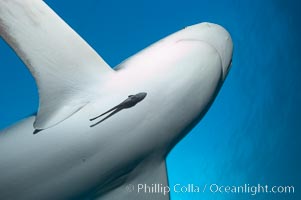 Caribbean reef shark with small sharksucker visible on underside, Carcharhinus perezi, Echeneis naucrates