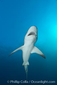 Caribbean reef shark, Carcharhinus perezi