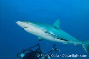 Caribbean reef shark swims in front of underwater photographer Keith Grundy, Carcharhinus perezi