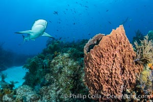Caribbean reef shark swims over sponges and coral reef, Carcharhinus perezi