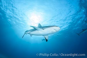 Caribbean reef shark, Carcharhinus perezi