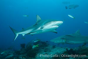 Caribbean reef shark, Carcharhinus perezi